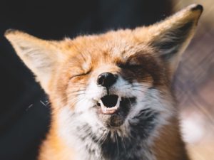 Workplace happiness fox