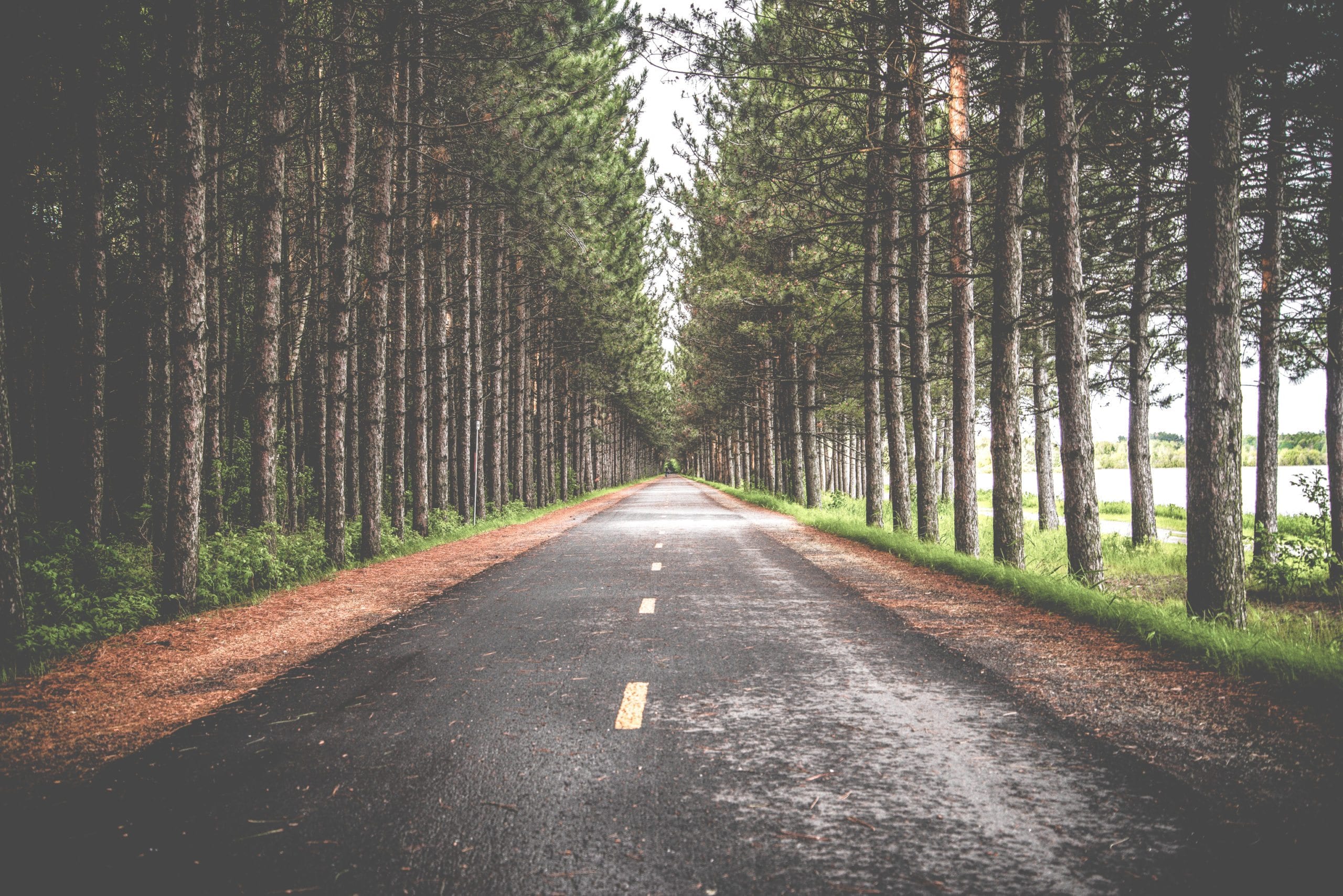 Tree lined road